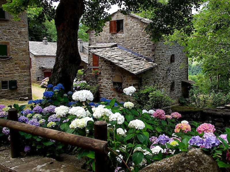 26 - Tresana, ornata dalle rose del Giappone