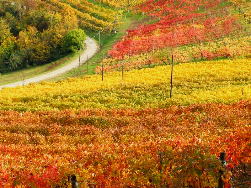 33 - Savignano sul Panaro, antico borgo con vigneti e calanchi