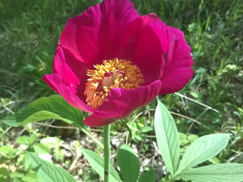 11 - Un sentiero di peonie