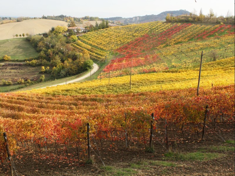 40 - Foliage, Pignoletto Antichi Borghi