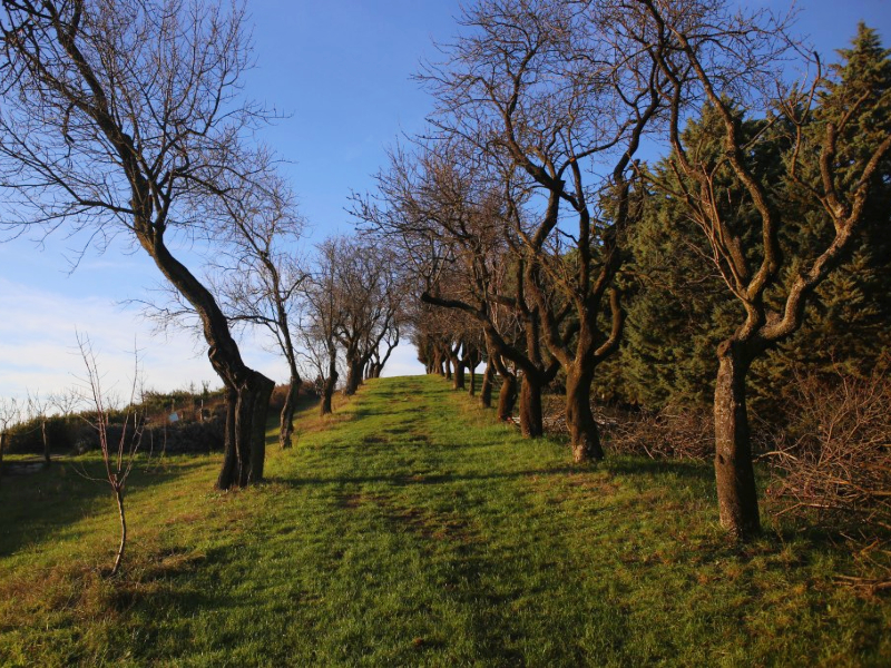 31 - La città sepolta e i frutti dimenticati